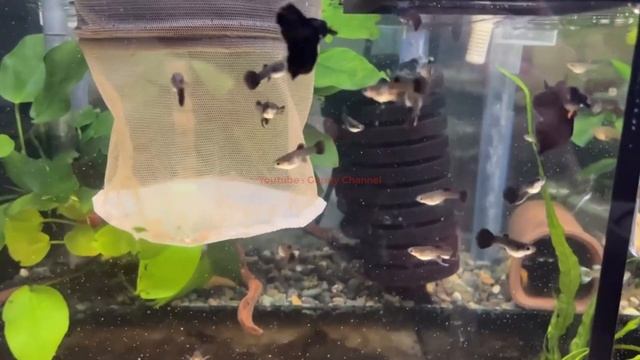 Guppy Fish Care – 5 Reasons Why Guppy Fish Tank is Cloudy смотреть онлайн