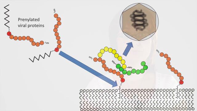 Ancha Baranova, Prenylation of viral proteins by enzymes of the host: смотреть онлайн