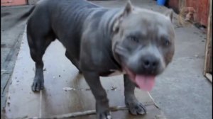 Американский булли, dogs, American ,bully