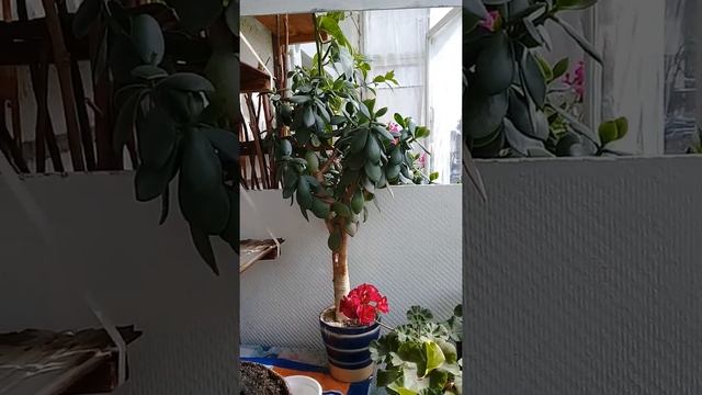 Денежное дерево или Толстянка смотреть онлайн