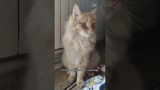 Как подружить кошку с собакой? #кошки #собаки #воспитание смотреть онлайн