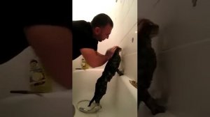 Чеченец моет кота прикол!