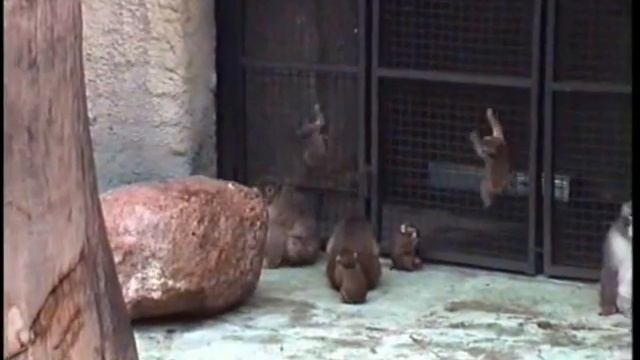 В зоопарке Москвы. (Zoo) смотреть онлайн