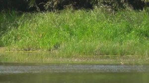 Озеро Карасье. Цапля на озере. Коченёвский район Новосибирская область природа. Птицы Сибири.