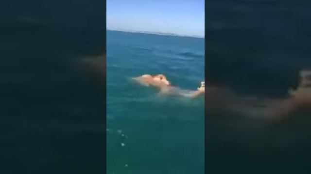 Вы знали что Жираф может плавать смотреть онлайн