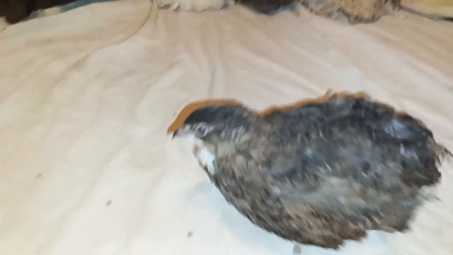 #перепела без потерь с нуля/ #как нужно кормить смотреть онлайн