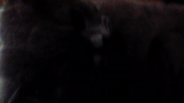 Моему коту 31 декабря исполнилось 1 годик! смотреть онлайн