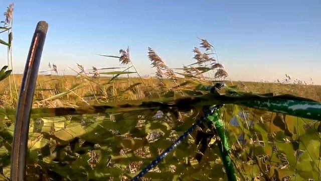 Охота на утку 21.09.2022г. Очень продуктивная вечерка или как я жирных уточек добыл. смотреть онлайн