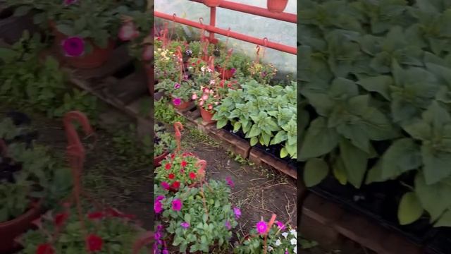 Георгины Веселые Ребята/ декорот Подсолнечник смотреть онлайн