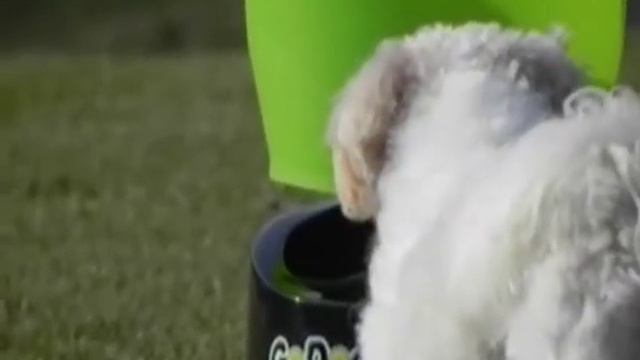 Automatic Dog Ball Thrower I GoDogGo Fetch Machine for Dogs in action! смотреть онлайн
