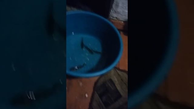 Живец для рыбалки