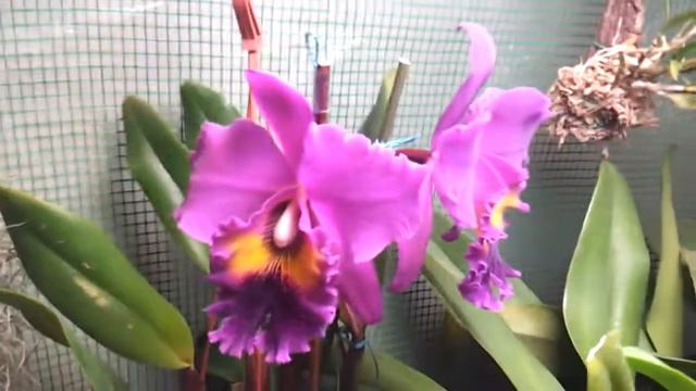 Blc. King of Taiwan смотреть онлайн