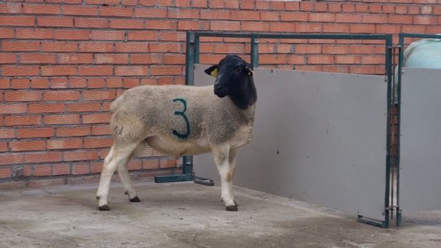 Продан в Казань. Баран Австралийской генетика N. 3 смотреть онлайн