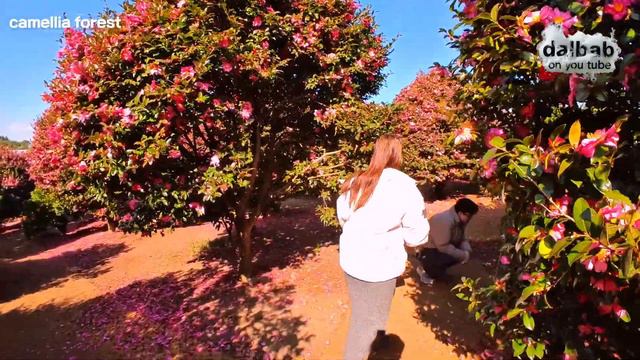 Exploring Korea: Join me on a Walk through Jeju's Enchanting Camellia Forest! смотреть онлайн