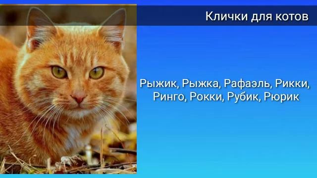 Как назвать рыжего кота? Прикольные и красивые клички/имена для рыжих кошек и котов смотреть онлайн