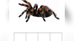 Обучение грамоте. Звуковой анализ слова «ПАУК»