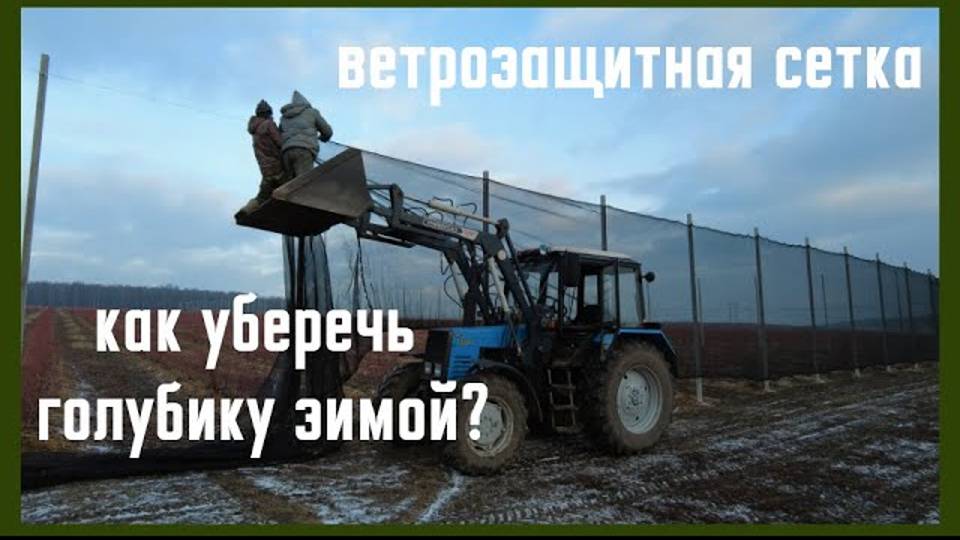 Голубика зимой. Ветрозащитная сетка. смотреть онлайн