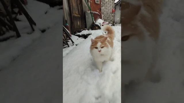Мой телеграмм канал с курочками и животными из деревни: "Куриный домик в в Рязани" смотреть онлайн