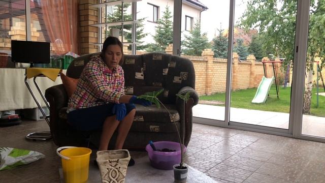 МОЯ НОВИНКА АЛОКАЗИЯ САРИАН (Alocasia Sarian) | УХОД И ПЕРЕСАДКА 4К