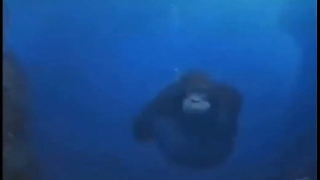 Обезьяна плывет под нинянюнимняню смотреть онлайн