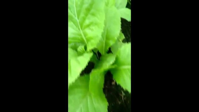 PALMA'S GARDEN/garden TOUR смотреть онлайн