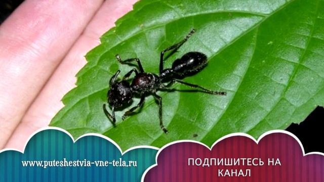 СОННИК - К чему снятся МУРАВЬИ? смотреть онлайн