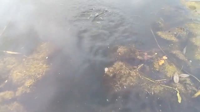 Щука на охоте. смотреть онлайн