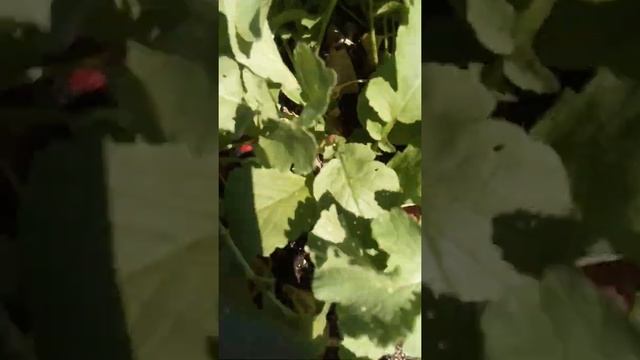 Редис в грохотках. смотреть онлайн