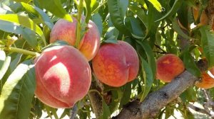 Персик Кондор. Peach Candor. Врожай 2022. Стабільний і смачний сорт. Рекомендую кожному садівнику!