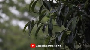 Абдурахман Масад Успокаивающее Чтение, Душевный Покой | Abdulrahman Mosad 9li9 | عبد الرحمن مسعد