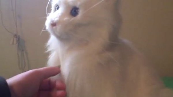 Fur Real Electronic Kitty cat lulu