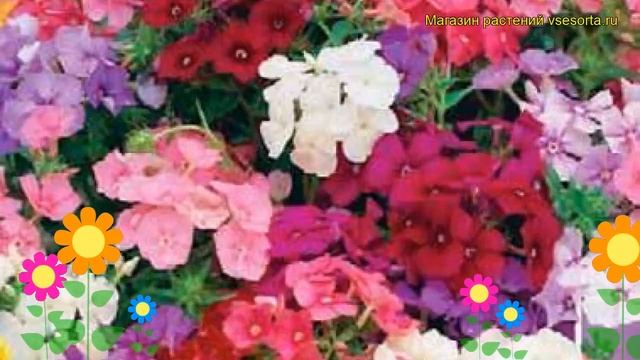 Флокс красивый гном. Краткий обзор, описание Phlox Drummondii F. Nana Cоmpacta Krasivyy Gnom