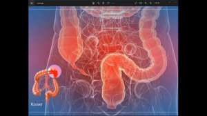 Как самостоятельно и эффективно исцелить колит?