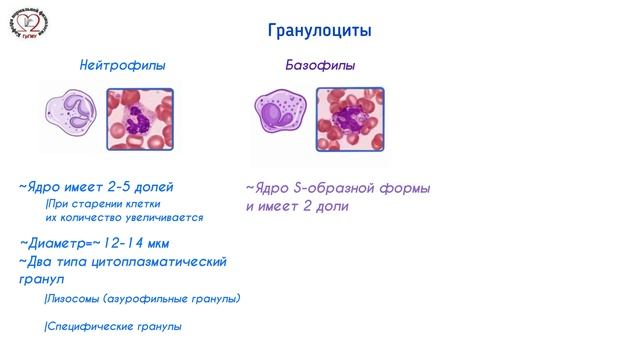 Общий анализ крови смотреть онлайн