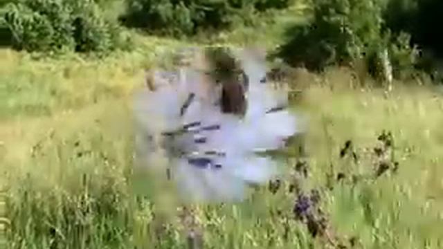 Краски Стрелецкой степи смотреть онлайн