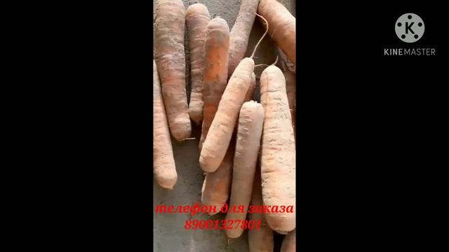 ОПТ ОТ 20 тонн МОРКОВЬ сорт СОРТАНА смотреть онлайн