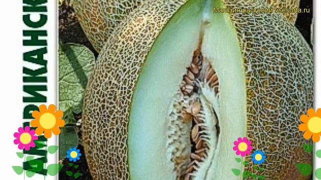 Дыня Американский ананас. Краткий обзор, описание характеристик cucumis melo Amerikanskij ananas смотреть онлайн