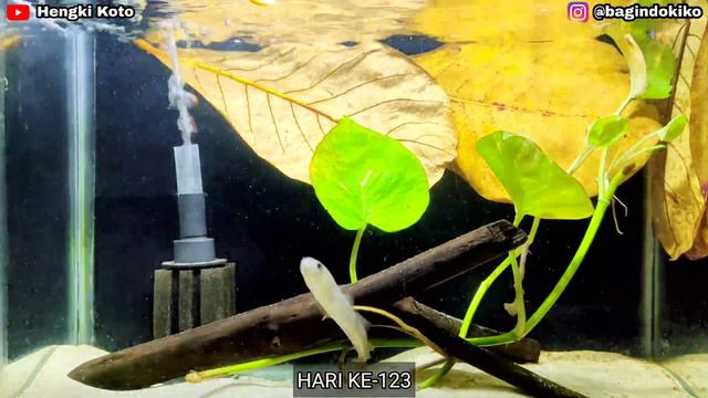 CHANNA ASIATICA RED SPOT PURE LINE LEON X SUMA BREED HIKO ISC MINGGU KE-18 PROGRES | #ASIATICA #202 смотреть онлайн