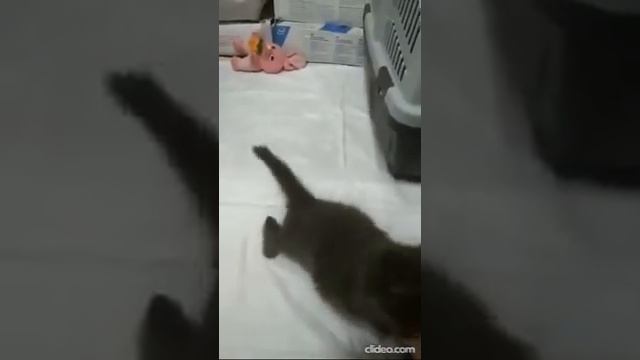 Приключения Фунтика смотреть онлайн