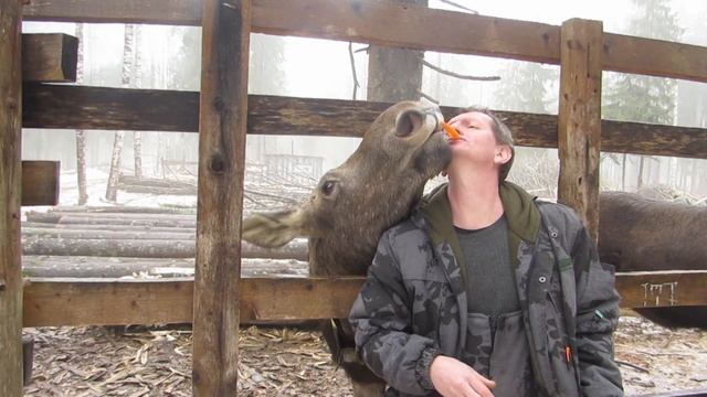 Кормление Лосей смотреть онлайн