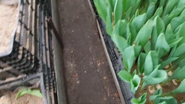 Сажал тюльпаны,а выросло.....? смотреть онлайн