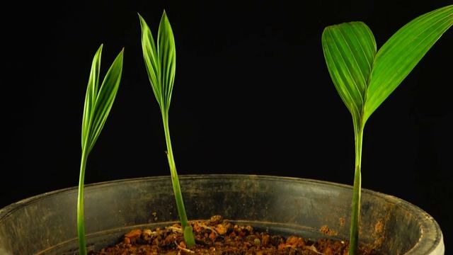 How To Grow Areca Nut From Seed смотреть онлайн