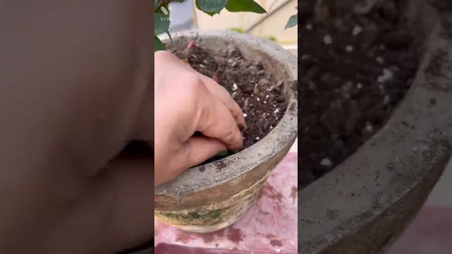 Booster fertilzer for rose plant / ye fertilizer daalne se rose mein aayege bahut flowers🌹🌹🌹🌹 смотреть онлайн
