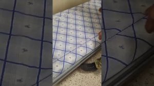 Армейский кровать. Как правильно заправить.