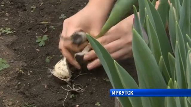 Тюльпаны к 8 марта смотреть онлайн