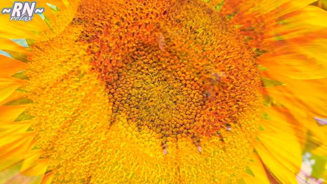 подсолнухи 2 смотреть онлайн