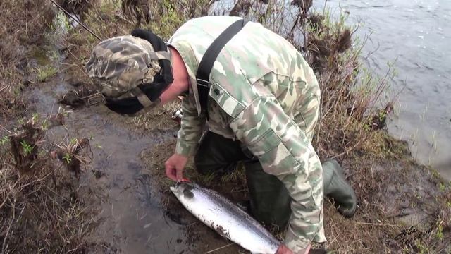 Сёмга Июнь на Кольском смотреть онлайн