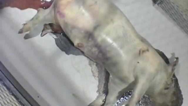 Time lapse of a dead pig decaying смотреть онлайн