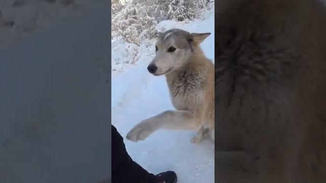 Бездомные собаки. -50 живут на улице. Якутия. Покармил собак. How dogs survive in Yakutia. смотреть онлайн