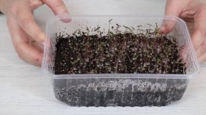 АМАРАНТ.   Поев семян на рассаду  и дальнейший уход